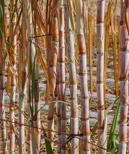 Canne à sucre - Saccharum officinarum