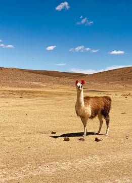 An alpaca standing in the rugged landscape of the South Lípez region.