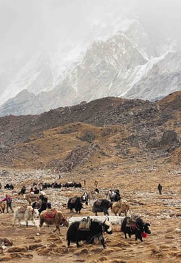 Yacks dans la vallée de l'Everest.