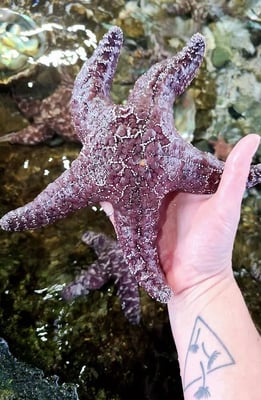 CA Coast - Holding a purple starfish at Ocean World in Crescent City
