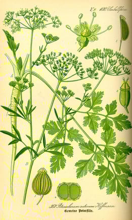 Parsley
