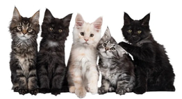Fuzzy Maine coon Kittens logo