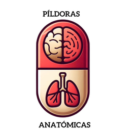 Píldoras Anatómicas logo