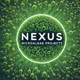 Nexus logo