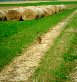 lièvre dans chemin de campagne ensoleille devant des bottes de paille