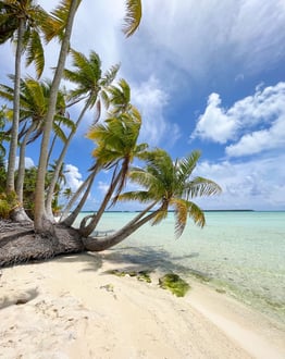 Palm tree shading a pristine sandy beach on Tetiaroa island, French Polynesia.