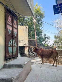 A cow calmly walking down a street in Rishikesh, India