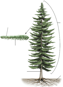 Conifère - structure