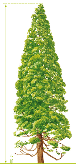 Conifère - Séquoia géant - Sequoiadendron giganteum