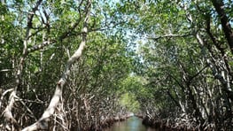 Mangrove Tour