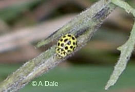 22 Spot Ladybird