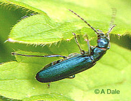 Thick legged flower beetle