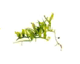 Caulerpa biserrulata