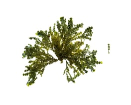 Halimeda sp.