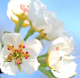 White flower ,green leaves ,blue background. sun