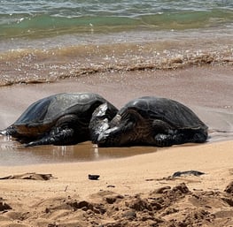 Two green sea turtles on Poipu beach