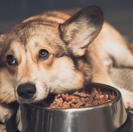 dog food for finicky eaters