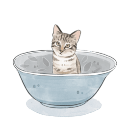 a cat in a bowl with a cat in the middle