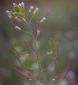 Plante arabette des dames - Arabidopsis thaliana