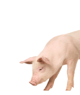 Pig used in the visual identification of Weihs Animals products.