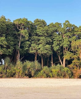 Dense végétation à Havelock dans les îles Andaman et Nicobar.