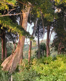 Lush tropical vegetation in Havelock, Andaman and Nicobar Islands, India.