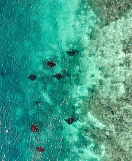 Aerial view of manta rays swimming in clear turquoise water.