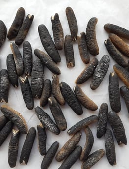 Dried trepangs (sea cucumbers) selected by Madopex, Madagascar's leader in seafood exports.