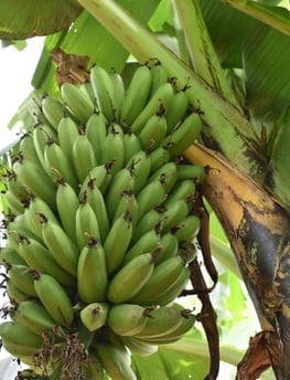 a bunch of Matooke on a tree branch