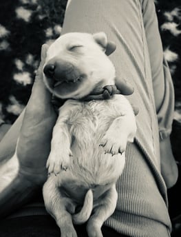 chiot golden retriever élevage près d'alès