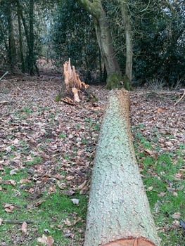 Storm damaged tree cut up and removed