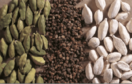Graine et fruit cardamome - Elettaria cardamomum