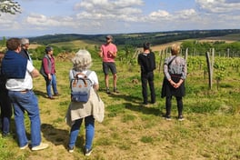 Balade dans les vignes avec le vigneron et ses explications