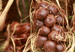Salak pondoh sleman yogyakarta
