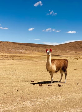 Photo d'un alpaga lors du tour dans le Sud Lipez, en Bolivie.