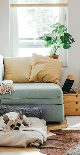 Cute home, light blue couch and bulldog. window in background letting in ligt