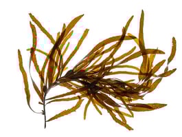 Phyllospora comosa