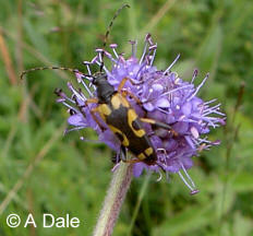 Leptura maculatus