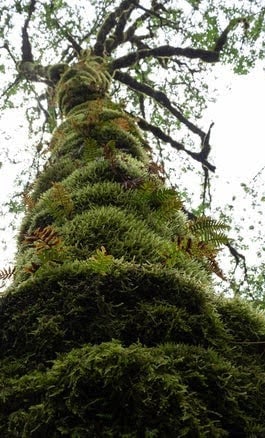 Columbia River Gorge, Oregon - the gorge area is a subtropical forest so moss can engulf the trees