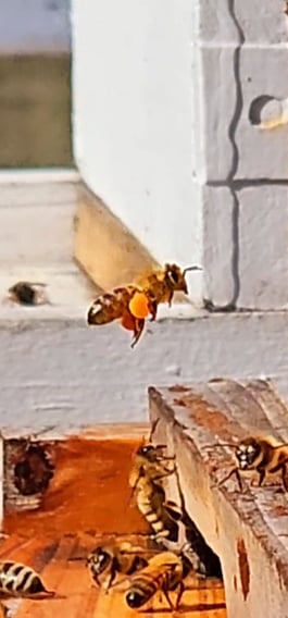 Coltsfoot Pollen