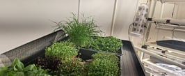 a picture of Early Greens microgreens nursery