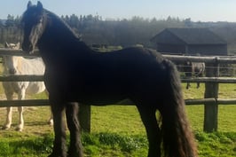 Cheval frison dans un paddock