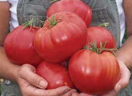 Beefsteak Tomato