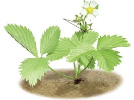Plante à fleur – Cyme bipare du fraisier 