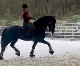 a woman riding a horse in a fenced in area