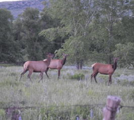 Elk taking a look at us as we passed them.