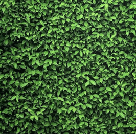 Greenery Backdrop