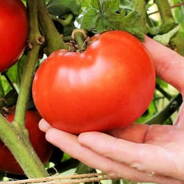 Bush Beefsteak Tomato