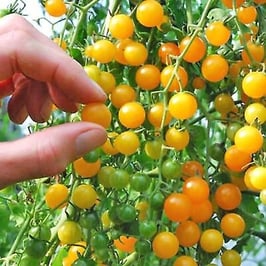 Cerise Orange Current Tomato