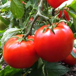 Manitoba Tomato